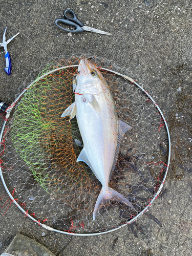 カンパチの釣果