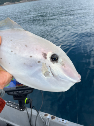 ウスバハギの釣果