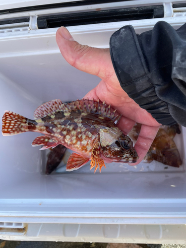 カサゴの釣果