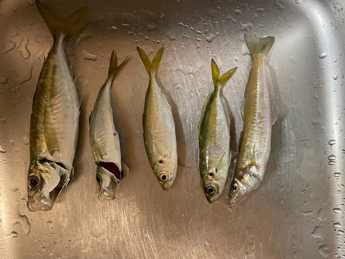 アジの釣果