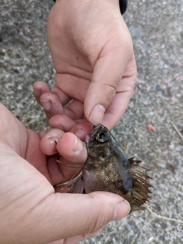 クロメバルの釣果