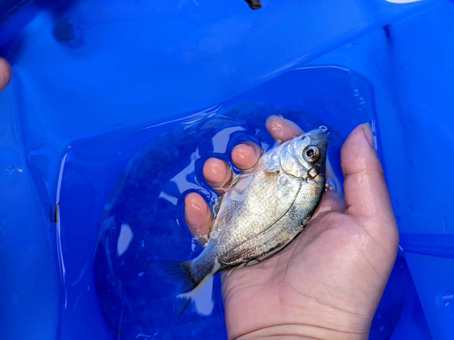 ウミタナゴの釣果