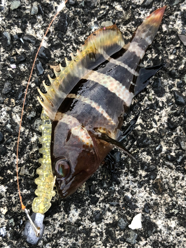 アオハタの釣果