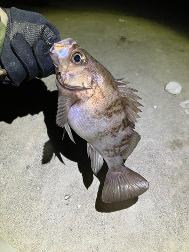 メバルの釣果