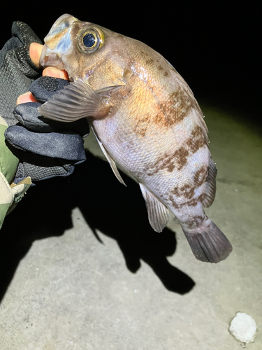 メバルの釣果