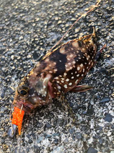 カサゴの釣果