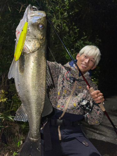 シーバスの釣果