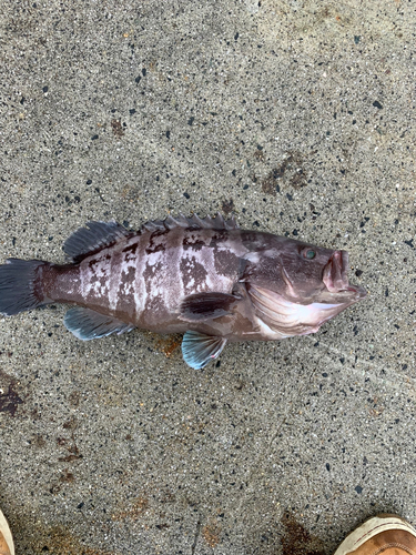 マハタの釣果