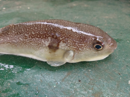 マフグの釣果