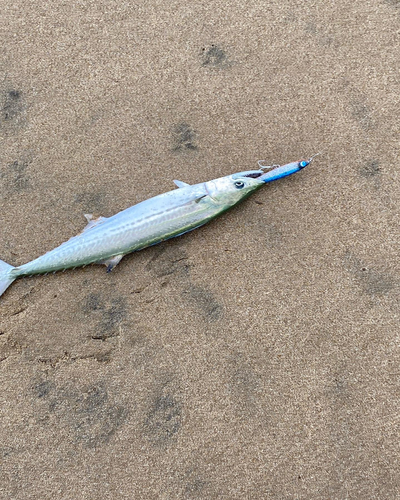 スズキの釣果