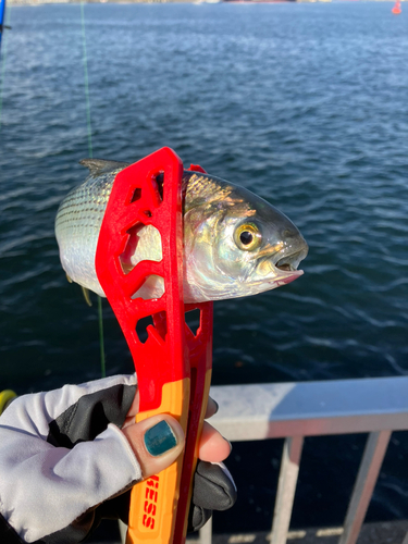 コノシロの釣果