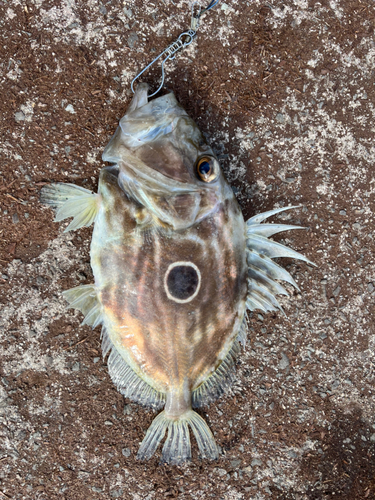 マトウダイの釣果