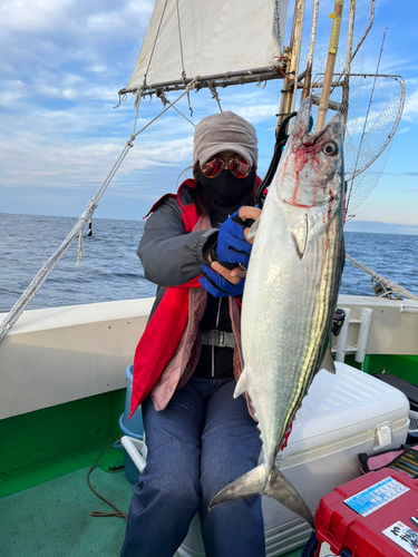 ハガツオの釣果