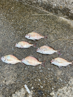 マダイの釣果