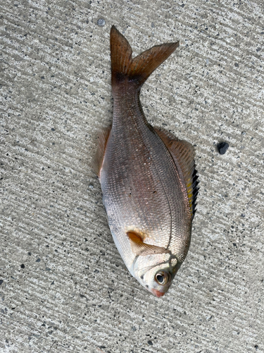 ウミタナゴの釣果