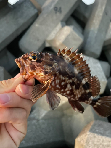 カサゴの釣果