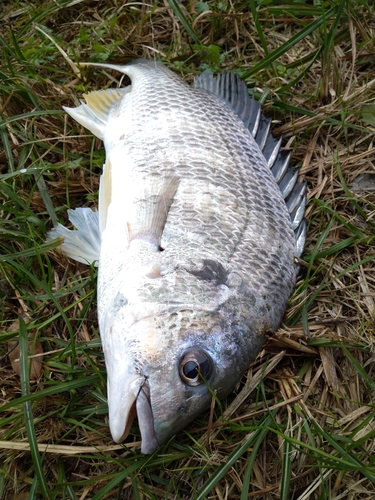 キビレの釣果