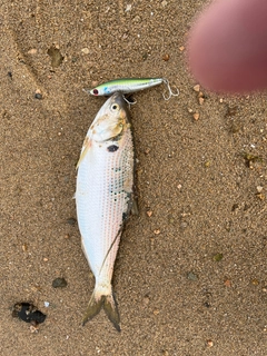 コノシロの釣果