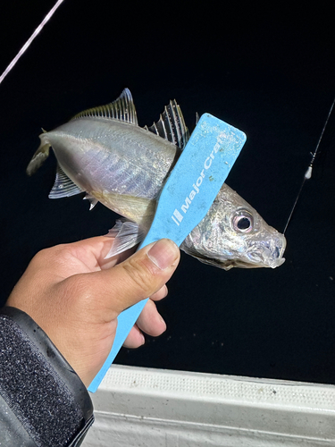 マアジの釣果