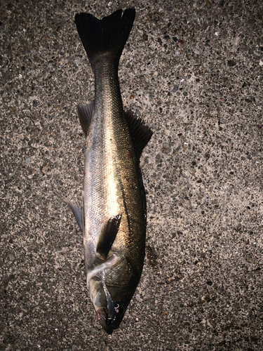 スズキの釣果