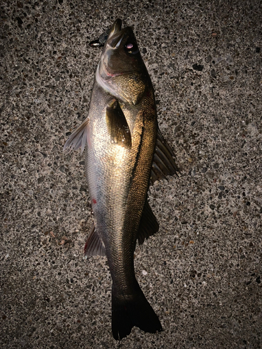 スズキの釣果