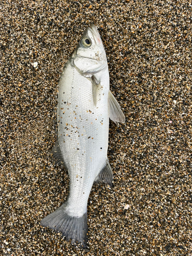 ヒラスズキの釣果