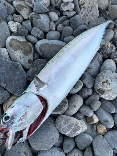 ソウダガツオの釣果