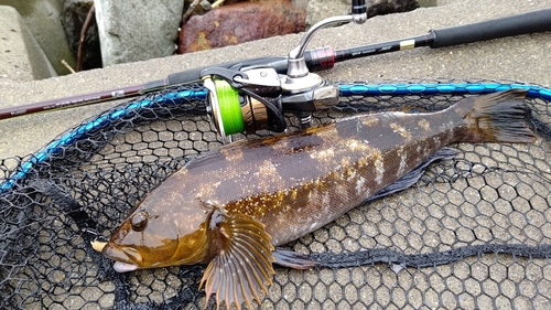 アイナメの釣果