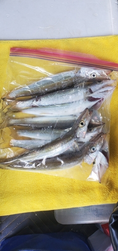 カマスの釣果