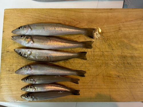 キスの釣果