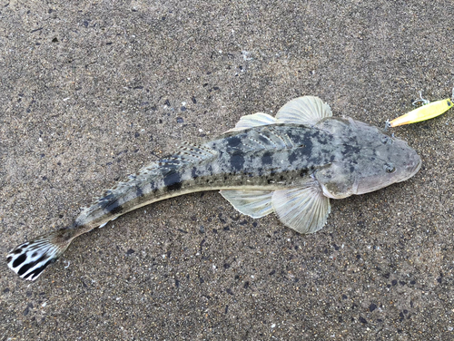 マゴチの釣果