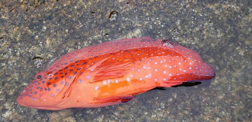 ユカタハタの釣果