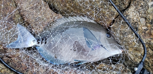 ニザダイの釣果