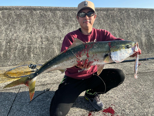 ブリの釣果