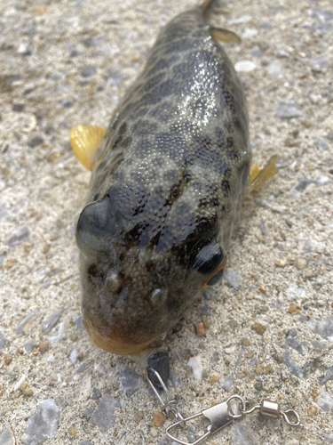 クサフグの釣果