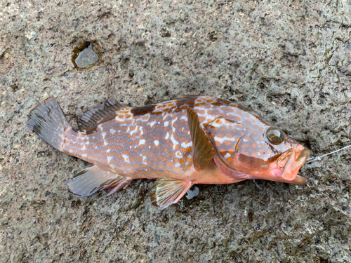 アコウの釣果