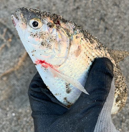 コノシロの釣果