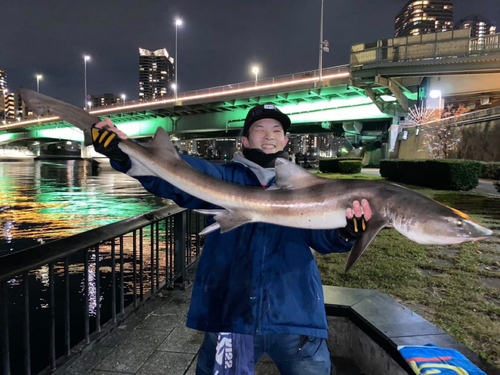 ドチザメの釣果