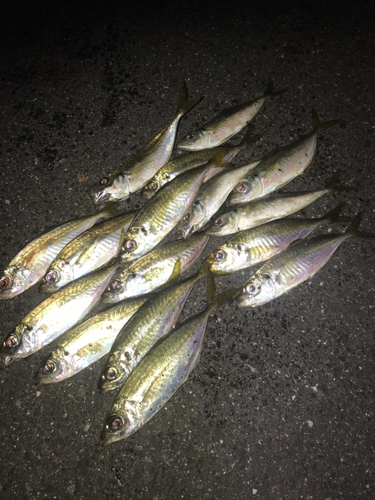 アジの釣果