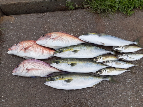 マダイの釣果