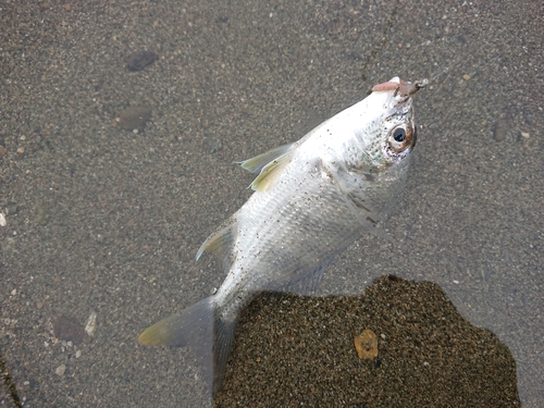 キビレの釣果