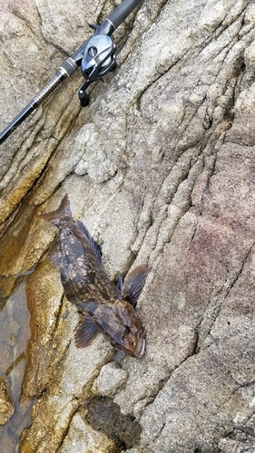 アイナメの釣果