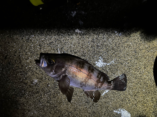 メバルの釣果