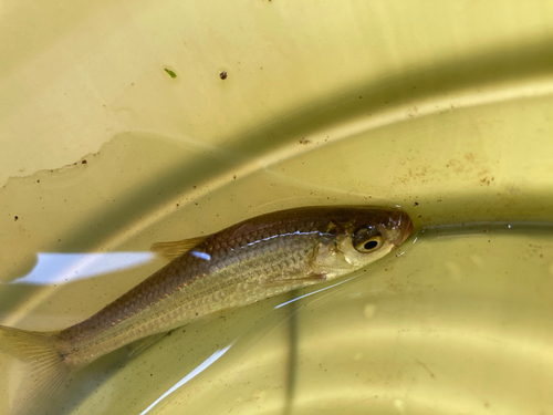 モツゴの釣果