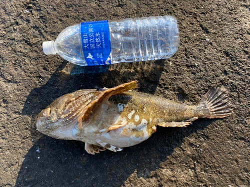 カジカの釣果