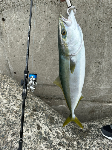 メジロの釣果