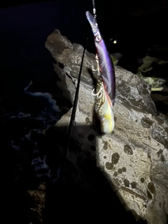 フグの釣果