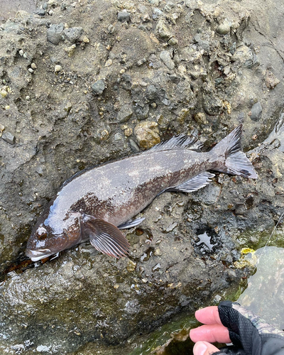 ソイの釣果