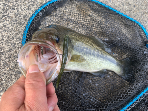 ラージマウスバスの釣果