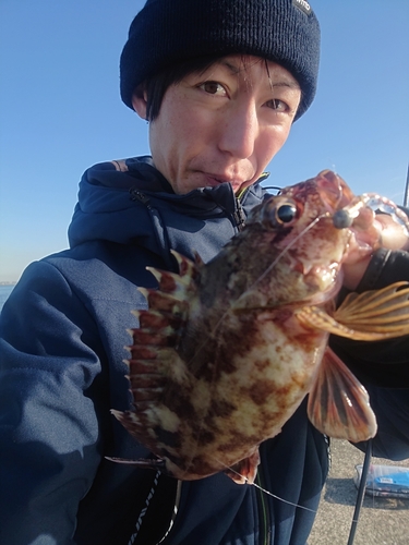 ガシラの釣果